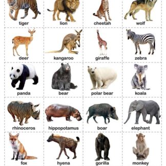 Wild Animals - My First Early Learning Wall Chart: For Preschool, Kindergarten, Nursery And Homeschooling (19 Inches X 29 Inches)