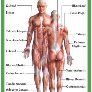Muscular System - Thick Laminated Primary Chart: Human Body Charts
